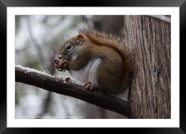 "Squirrel Delight" Framed Mounted Print by Ken Oliver