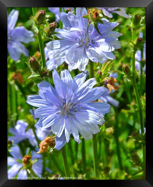 "Nature's Sapphire: The Enchanting Chicory Flower" Framed Print by Ken Oliver