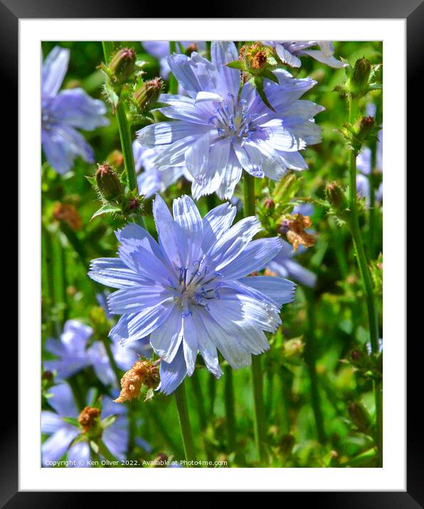 "Nature's Sapphire: The Enchanting Chicory Flower" Framed Mounted Print by Ken Oliver