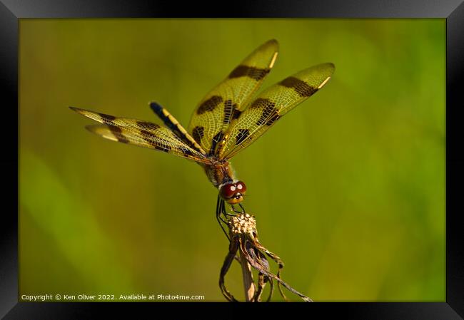 Mesmerizing Dance of the Halloween Pennant Dragonf Framed Print by Ken Oliver