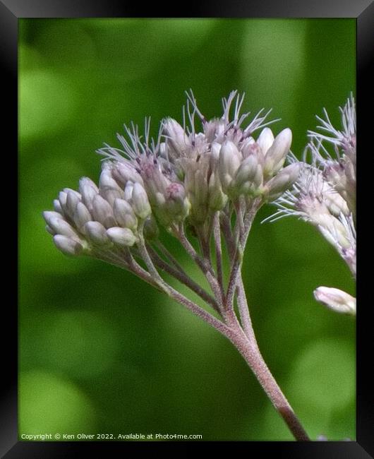 Delicate Beauty in Canadian Wildflower Framed Print by Ken Oliver