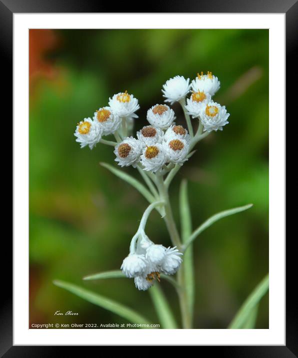 Ethereal Beauty Framed Mounted Print by Ken Oliver