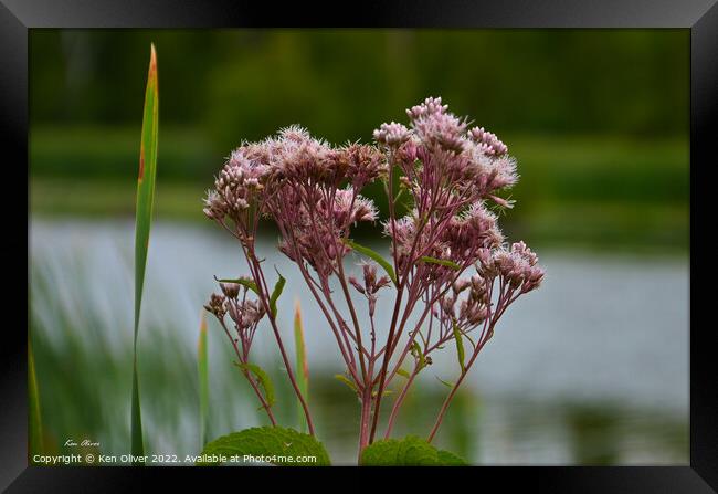 Dainty Elegance Framed Print by Ken Oliver