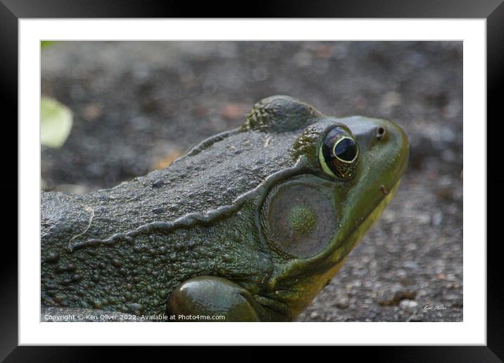 Serenade of the American Bullfrog Framed Mounted Print by Ken Oliver