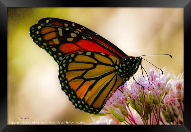 Regal Dance of the Monarch Butterfly Framed Print by Ken Oliver