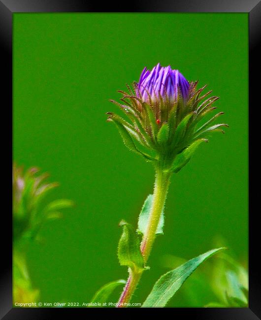 "Vibrant Dance of New England Asters" Framed Print by Ken Oliver