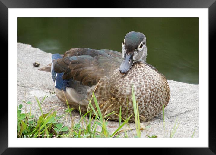 Serene Wood Duck in Natural Habitat Framed Mounted Print by Ken Oliver