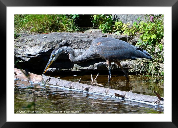 "Nature's Gracefulness: A Great Blue Heron's Elega Framed Mounted Print by Ken Oliver