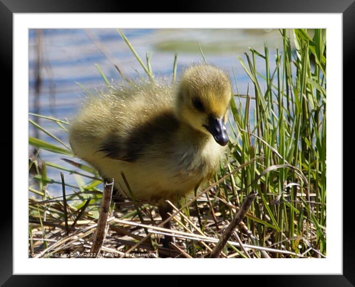 "Graceful Gosling in Creekside Serenity" Framed Mounted Print by Ken Oliver