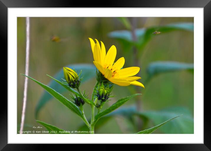 "Radiant Beauty" Framed Mounted Print by Ken Oliver