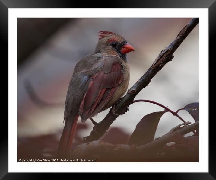 "Scarlet Beauty: A Captivating Canadian Cardinal" Framed Mounted Print by Ken Oliver