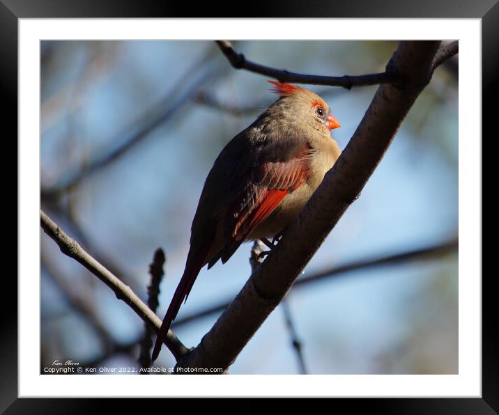 Scarlet Beauty in Natural Habitat Framed Mounted Print by Ken Oliver