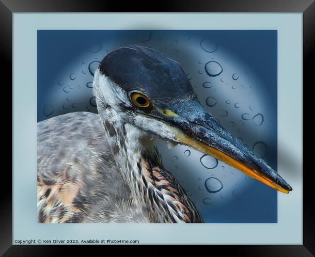 Blue Heron Framed Print by Ken Oliver