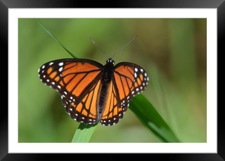 Intricate Pose: Butterfly in the Grass Framed Mounted Print by Ken Oliver