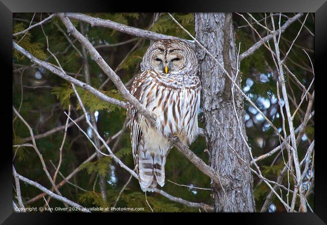 Watchful Eye of the Barred Owl Framed Print by Ken Oliver