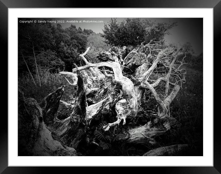 Enchanting Roots Framed Mounted Print by Sandy Young