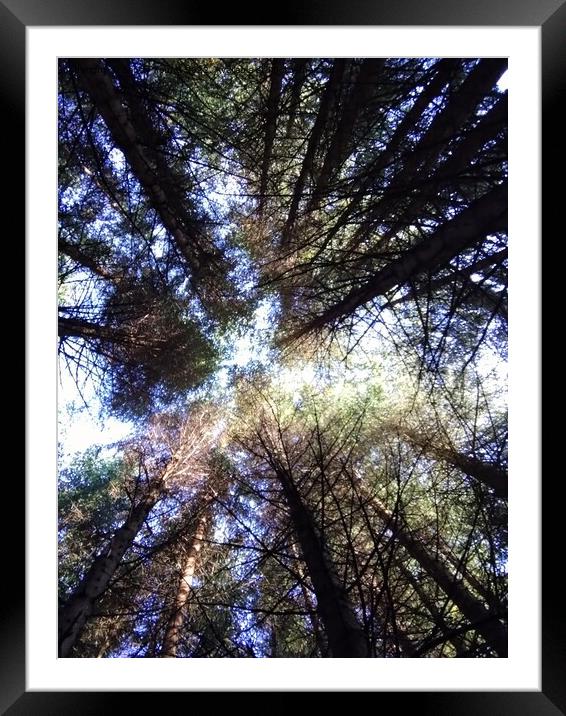 Enchanting Forest Canopy Framed Mounted Print by Sandy Young