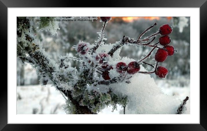 Frozen Red Berries in Kenmore Framed Mounted Print by Sandy Young
