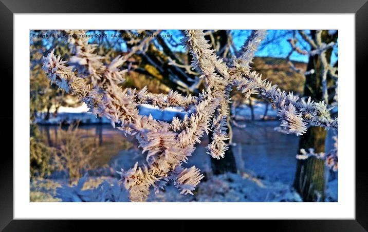 Winter Wonderland Framed Mounted Print by Sandy Young