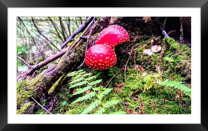 Forest Fungi Framed Mounted Print by Sandy Young