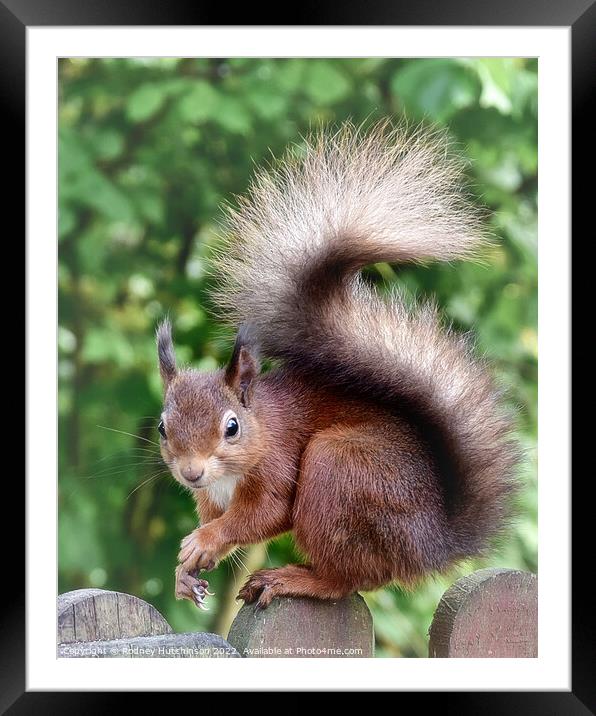 A close up Fiery Red Squirrel Framed Mounted Print by Rodney Hutchinson
