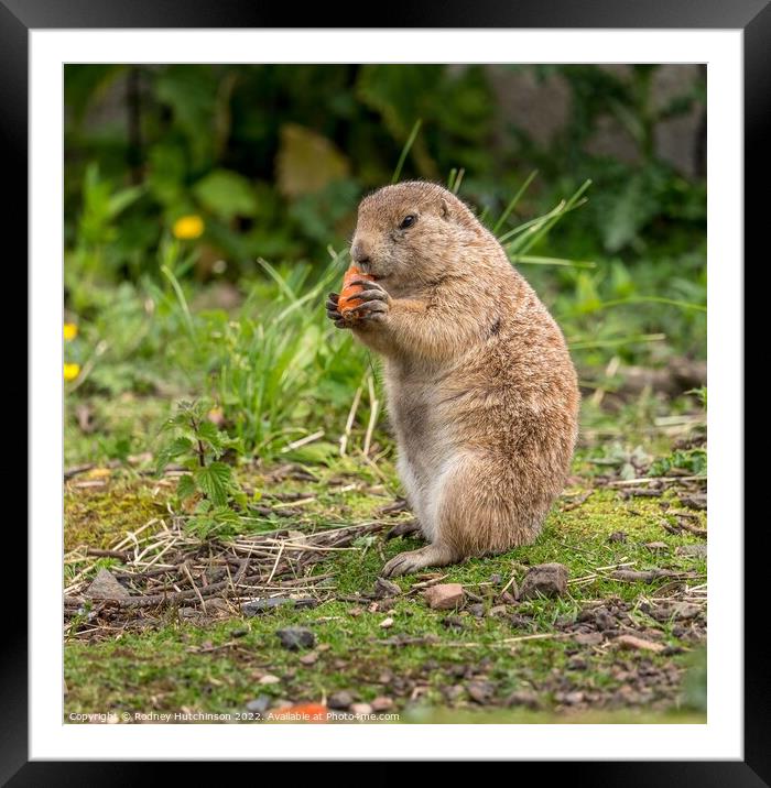 A Prairie Dog  standing on grass Framed Mounted Print by Rodney Hutchinson