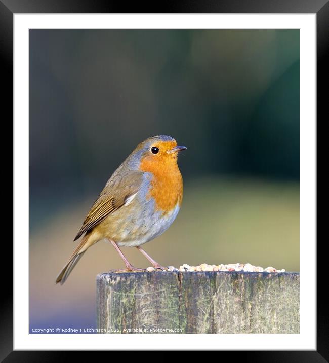 A Robin perched on a gate post Framed Mounted Print by Rodney Hutchinson