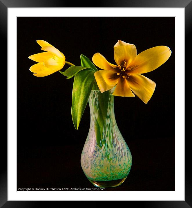 Sunshine in a Vase Framed Mounted Print by Rodney Hutchinson