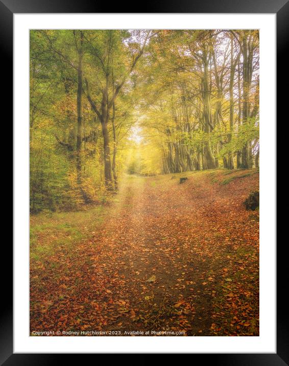 Autumn woodland Framed Mounted Print by Rodney Hutchinson
