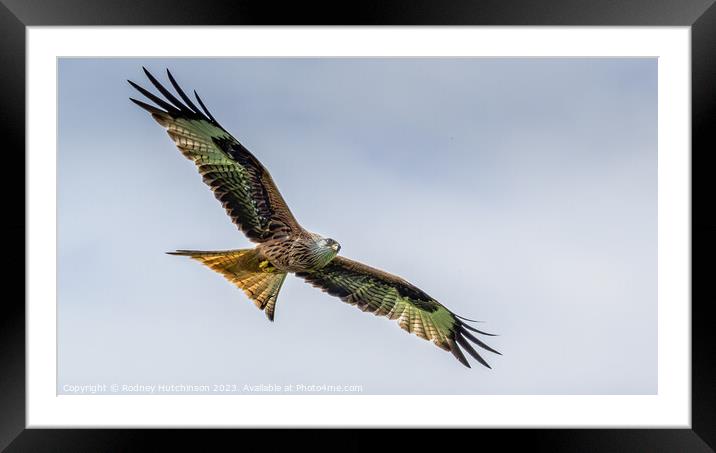 Red Kite Framed Mounted Print by Rodney Hutchinson
