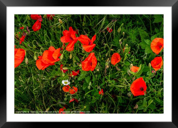 Poppys Framed Mounted Print by Rodney Hutchinson