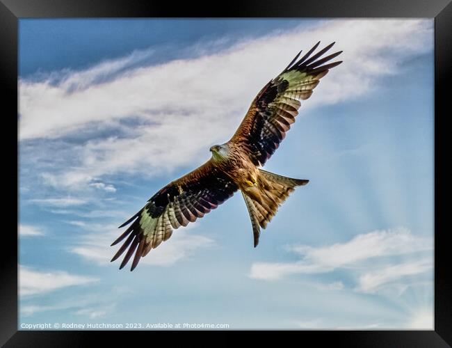 Red Kite Framed Print by Rodney Hutchinson