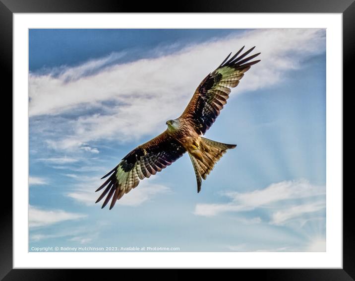 Red Kite Framed Mounted Print by Rodney Hutchinson