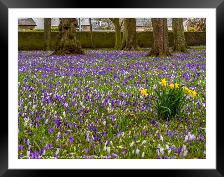 Crocuses and Daffodils  Framed Mounted Print by Rodney Hutchinson