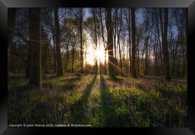 woodland blue Framed Print by gavin thomas