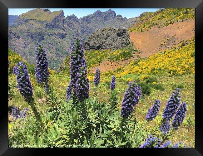 Pride of Madeira, Madeira Island Framed Print by Joyce Hird