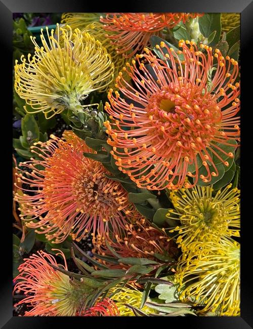 Pincushion flowers, Protea Framed Print by Joyce Hird