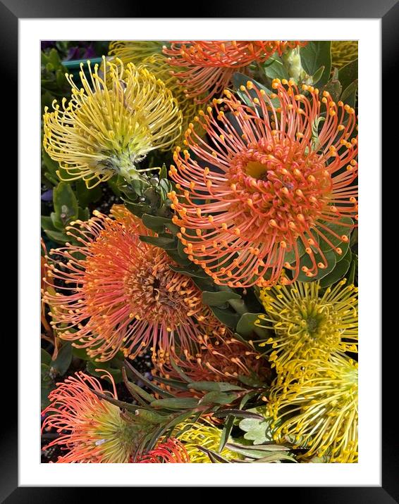 Pincushion flowers, Protea Framed Mounted Print by Joyce Hird