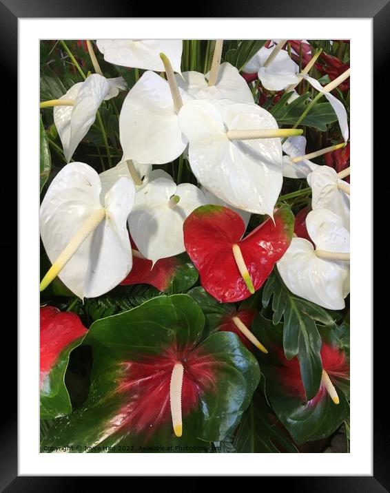 White and red Anthurium Framed Mounted Print by Joyce Hird