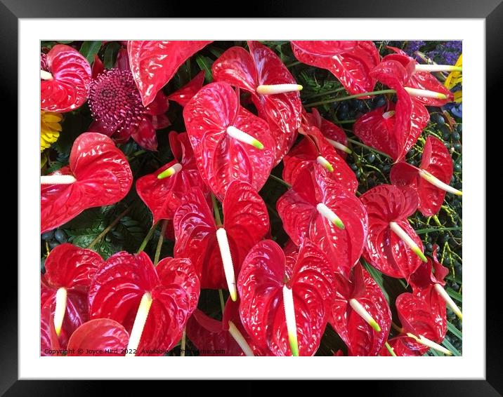 Red Anthurium - Lipstick plant Framed Mounted Print by Joyce Hird