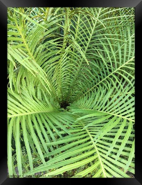 Green Spiral Fern Framed Print by Joyce Hird