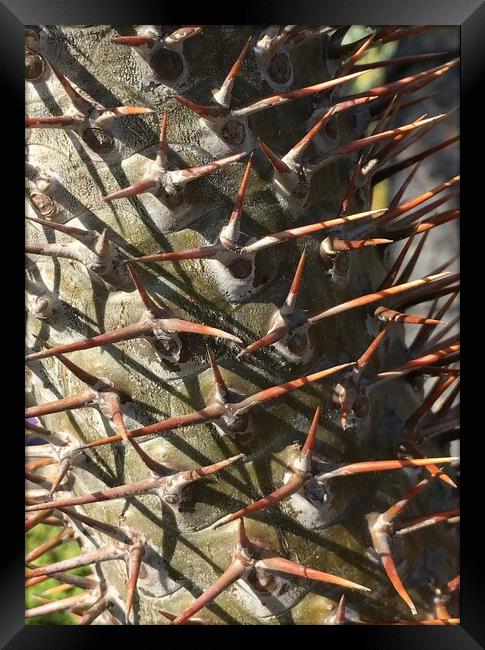 Spikes in Nature - close up Framed Print by Joyce Hird