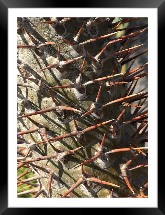 Spikes in Nature - close up Framed Mounted Print by Joyce Hird