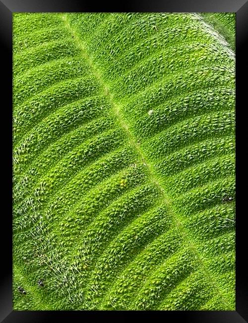 Tibouchina close up on green leaf Framed Print by Joyce Hird