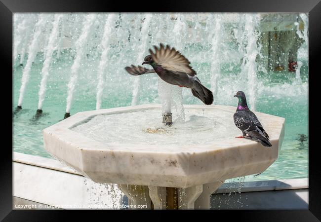 City pigeons by the side of  fountain Framed Print by Turgay Koca