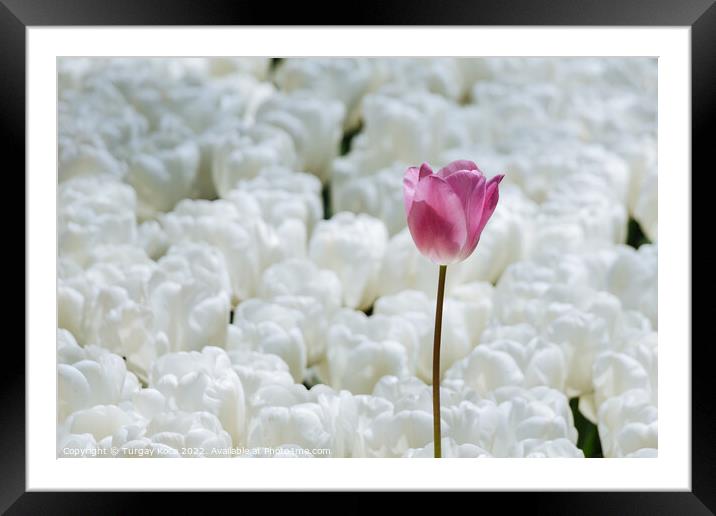 Colorful tulip flower bloom in the garden Framed Mounted Print by Turgay Koca