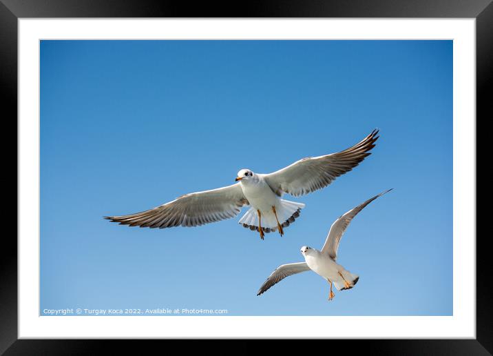 Single seagull flying in blue a sky Framed Mounted Print by Turgay Koca