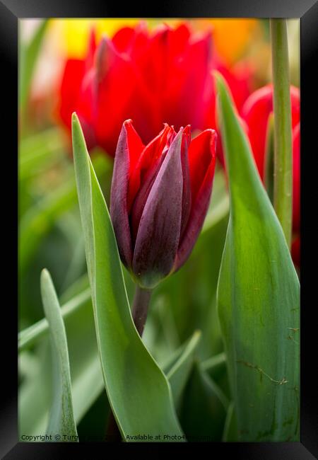 Colorful tulip flower bloom in the garden Framed Print by Turgay Koca