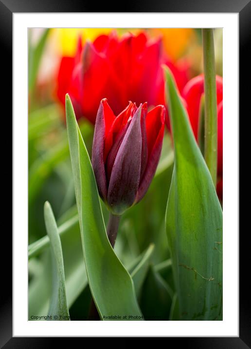 Colorful tulip flower bloom in the garden Framed Mounted Print by Turgay Koca