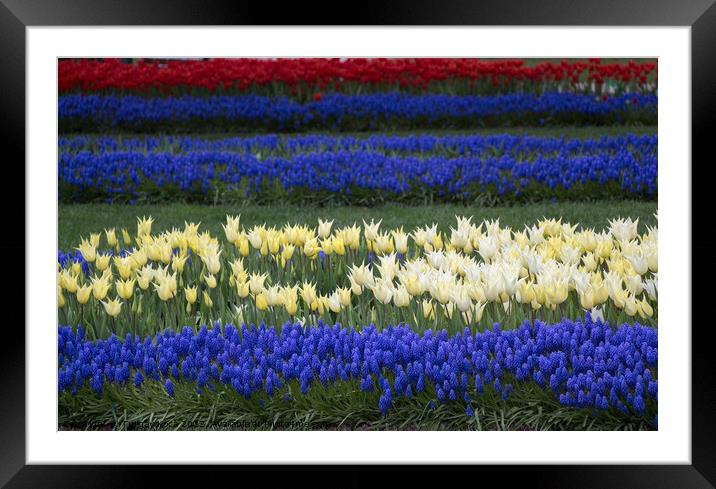 White color Tulips Bloom in Spring  Framed Mounted Print by Turgay Koca
